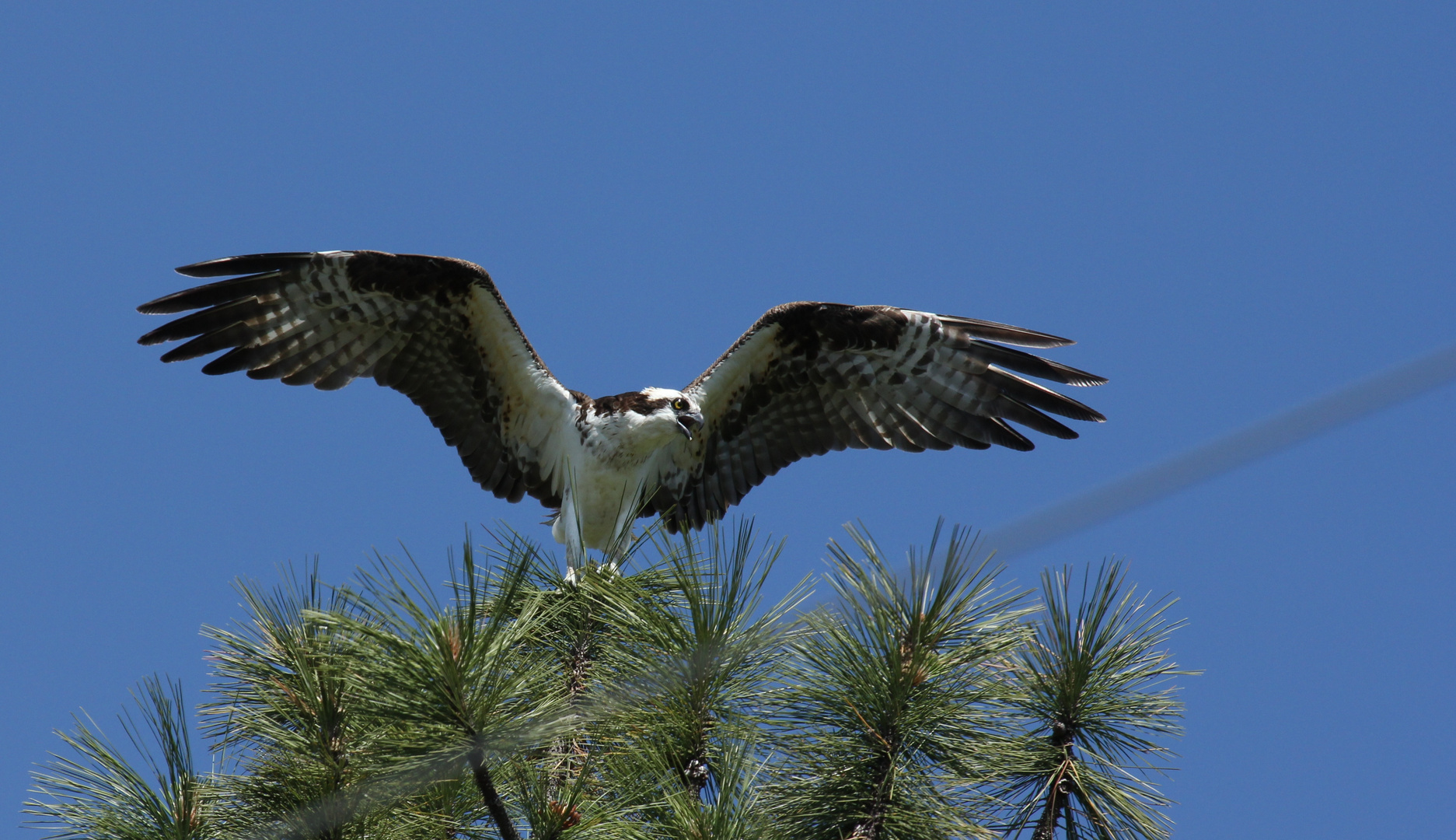 Osprey