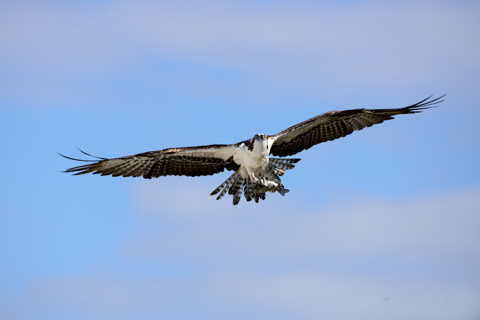 OSPREY - 2nd TRIAL