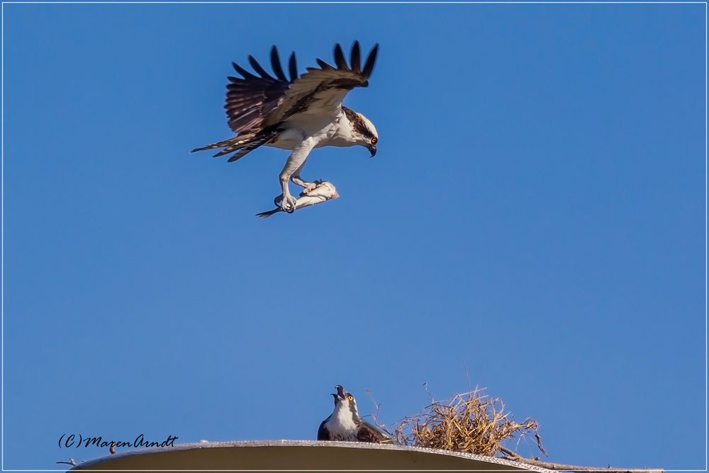 Osprey