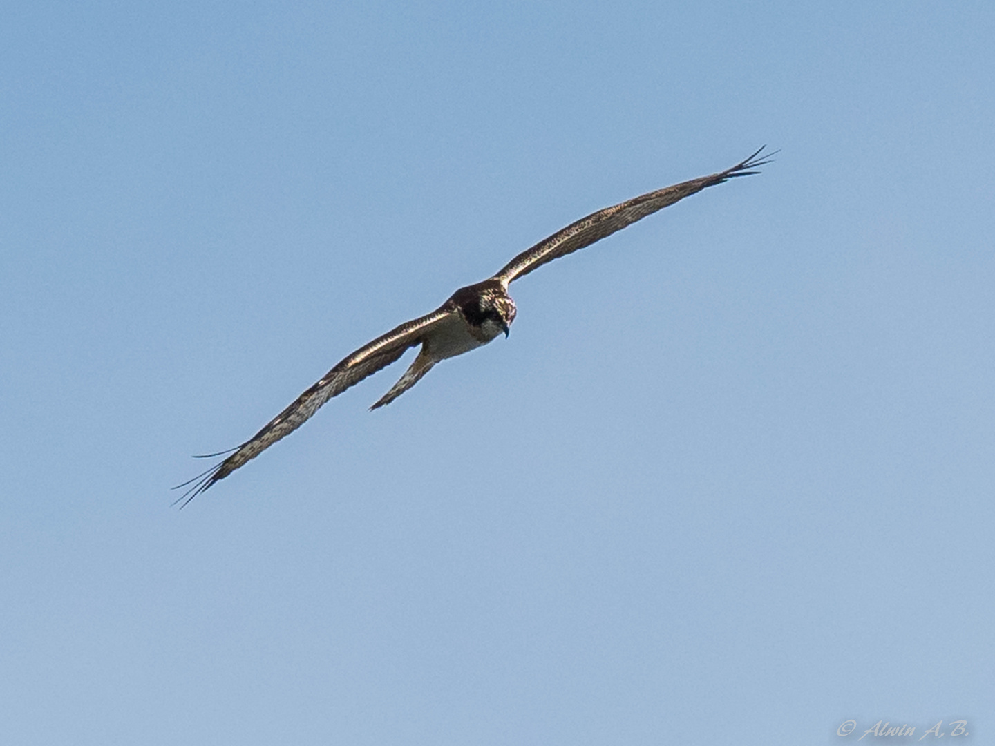 Osprey