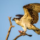 Osprey