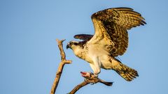 Osprey