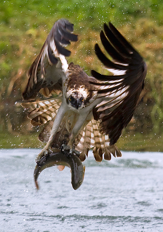 Osprey