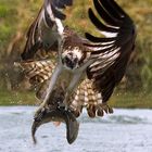 Osprey