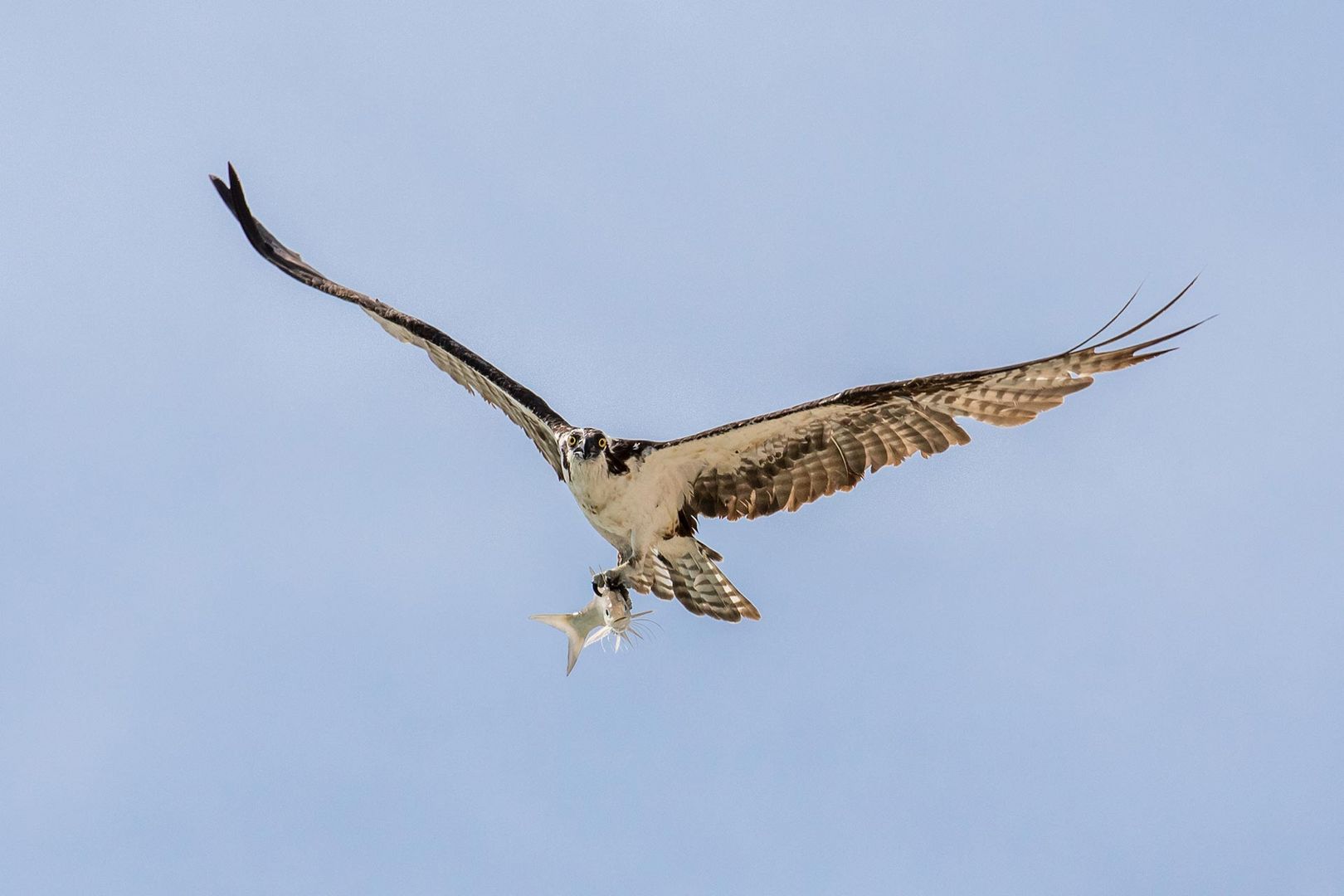 Osprey