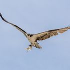 Osprey