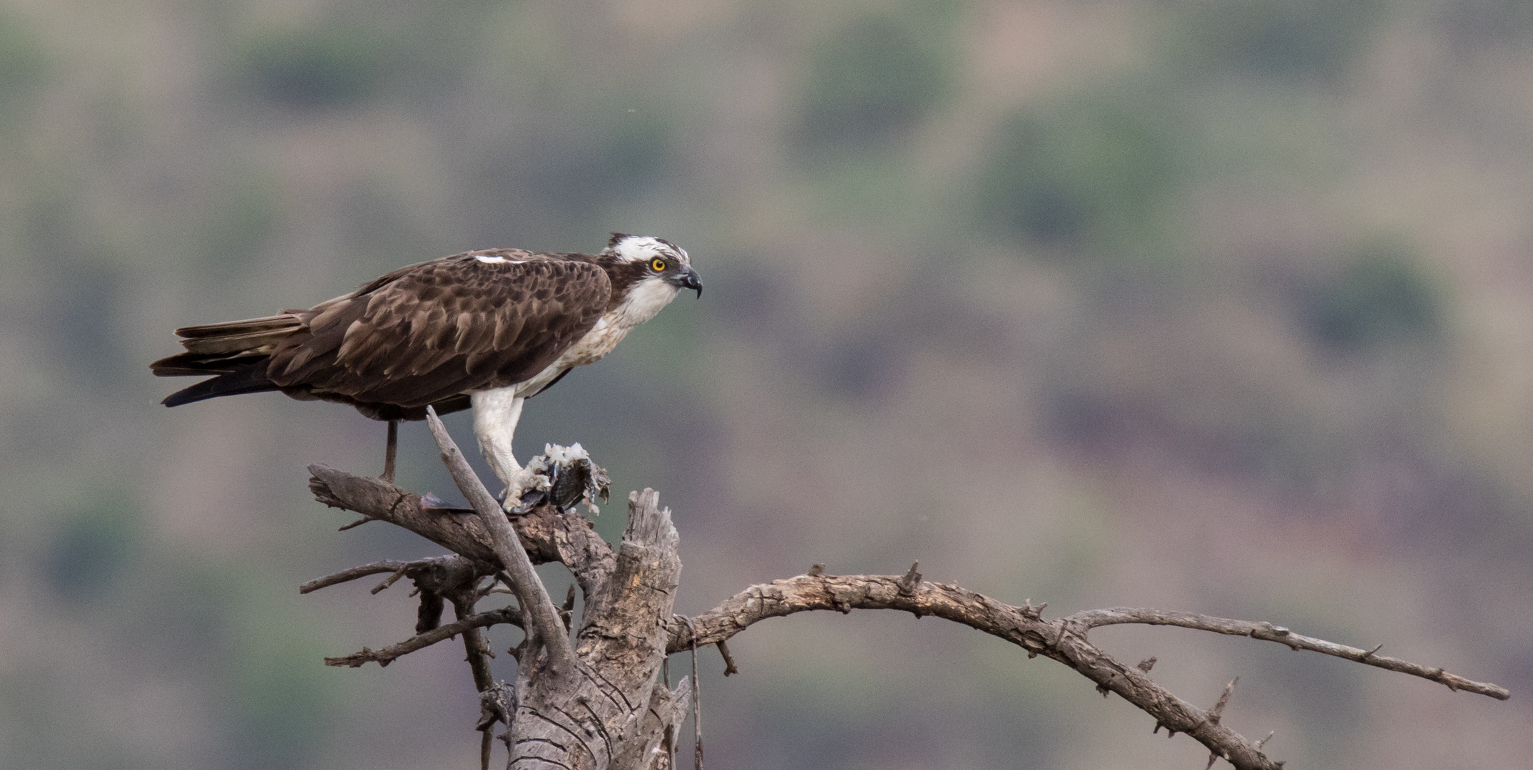 Osprey