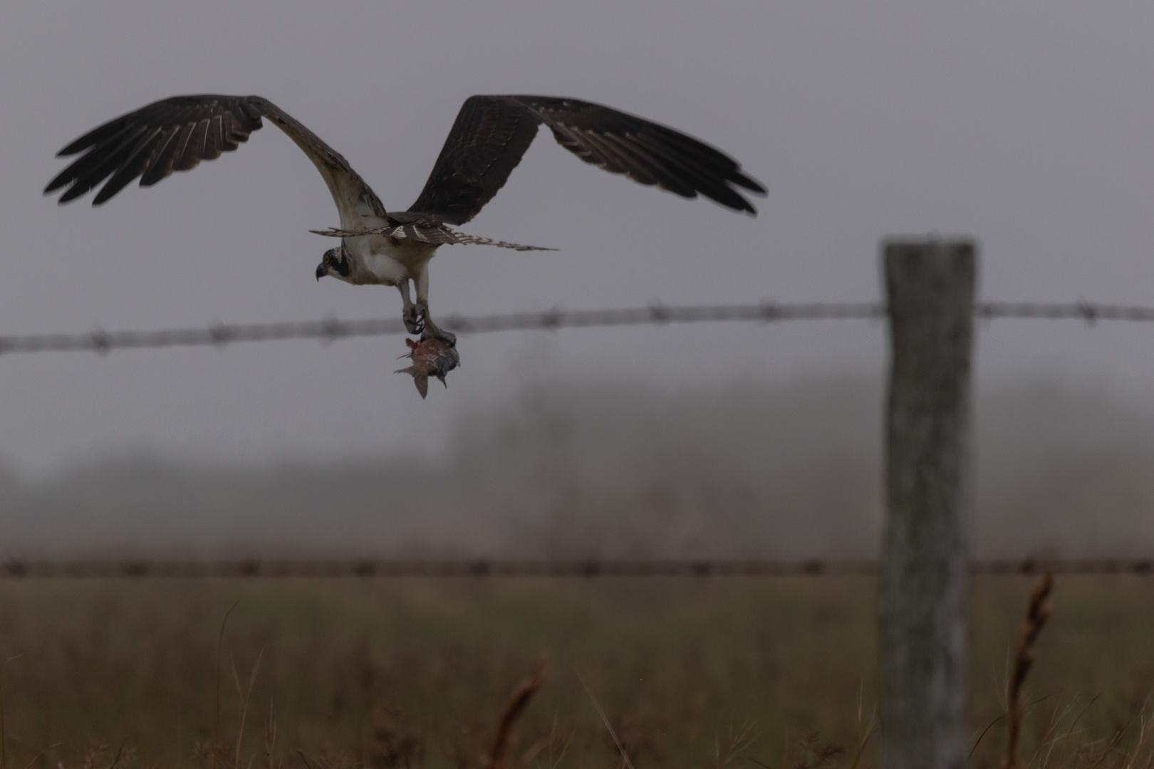 Osprey