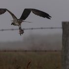 Osprey