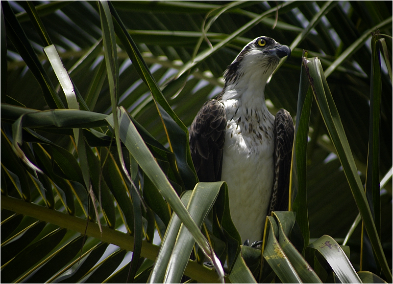 Osprey.