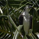 Osprey.