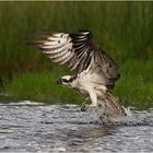 Osprey