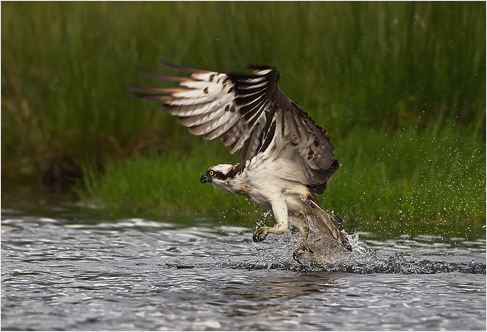 Osprey