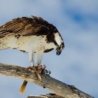 Osprey