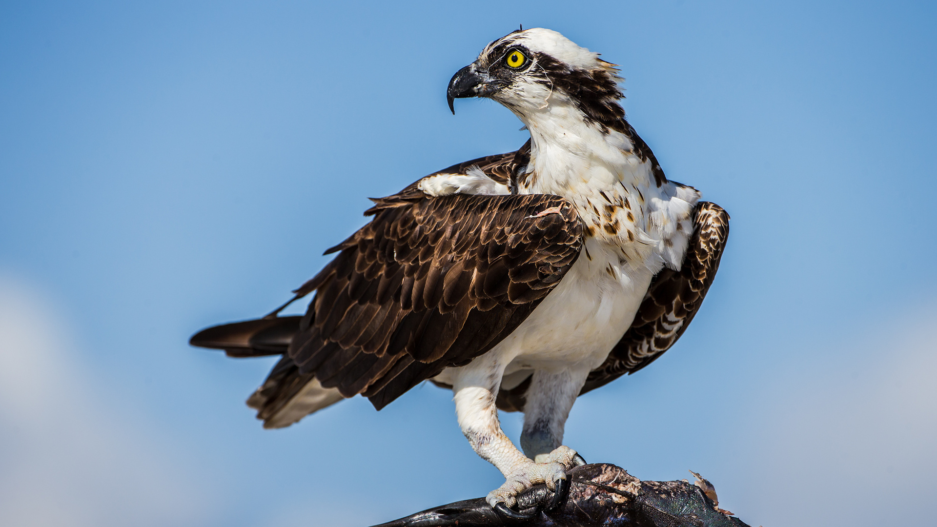 Osprey,