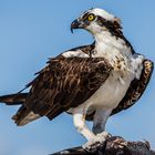 Osprey,