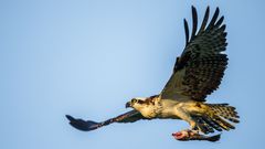 Osprey,