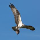 Osprey