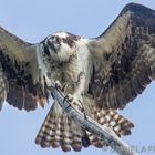 Osprey