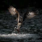 Osprey