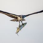 Osprey