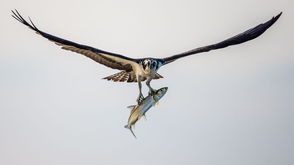 Osprey