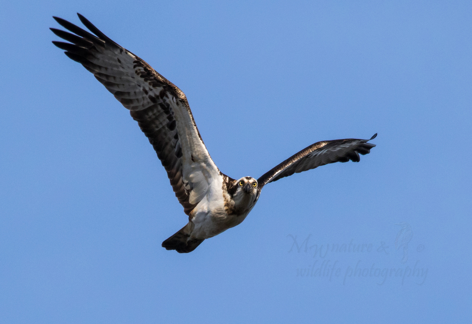 Osprey