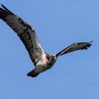 Osprey