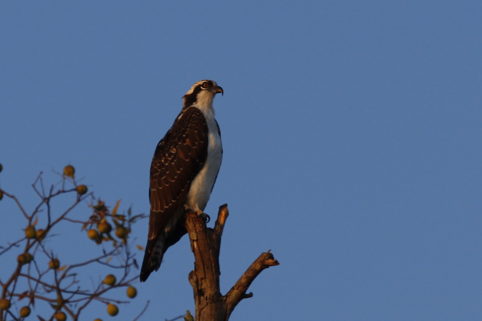 Osprey