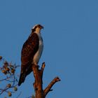 Osprey