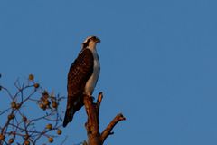 Osprey