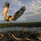 Osprey