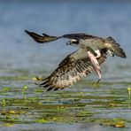 Osprey