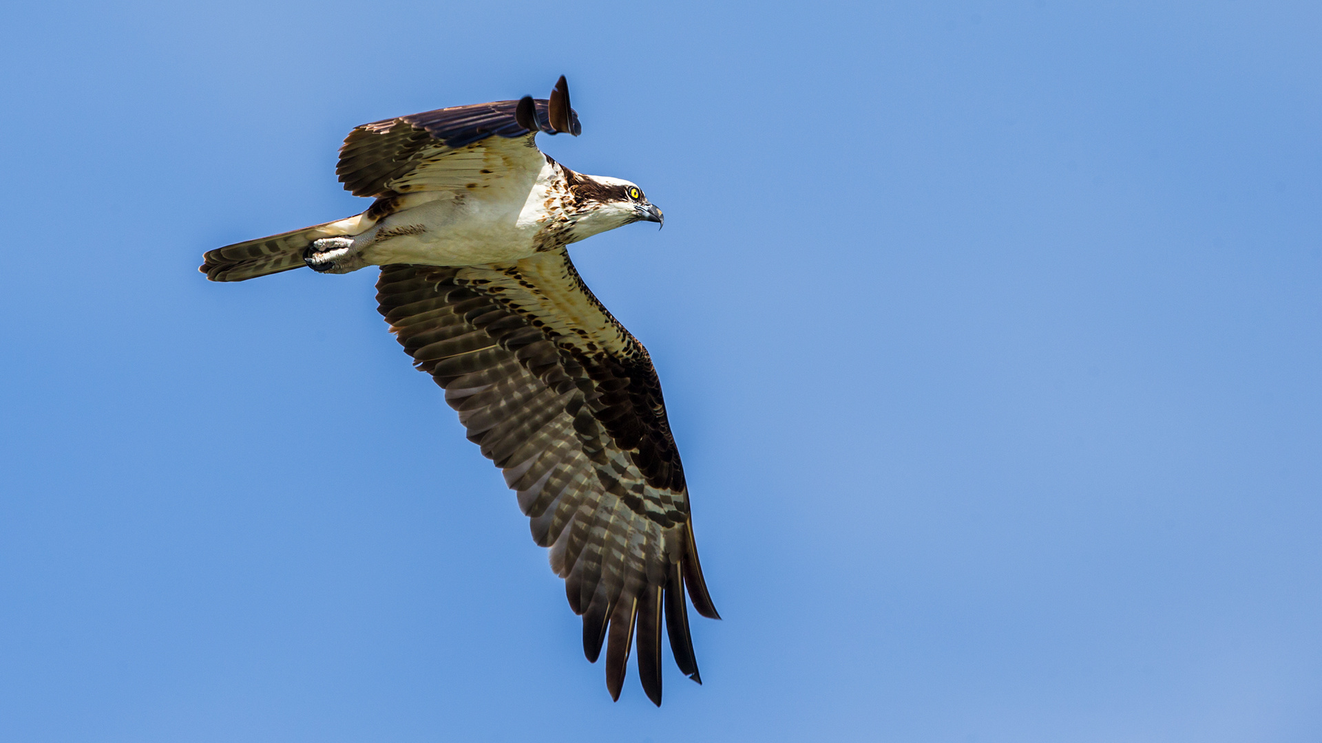 Osprey