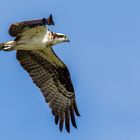 Osprey