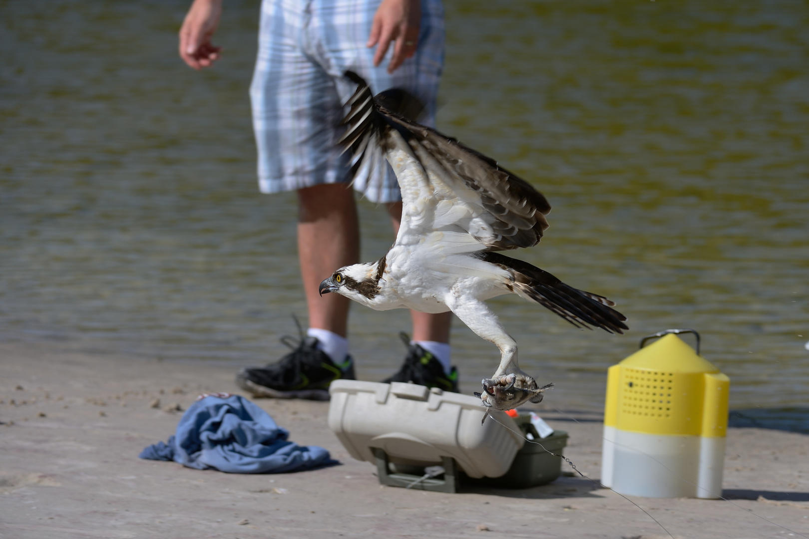 OSPREY - AN EASY CATCH