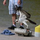 OSPREY - AN EASY CATCH