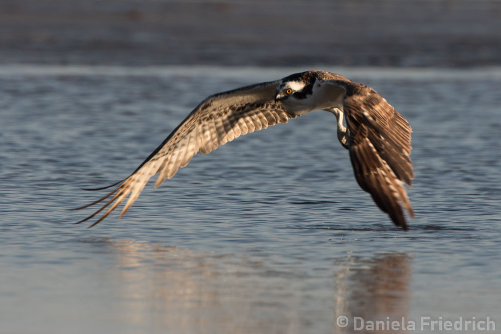 Osprey at Bunche Beach