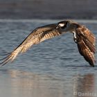 Osprey at Bunche Beach