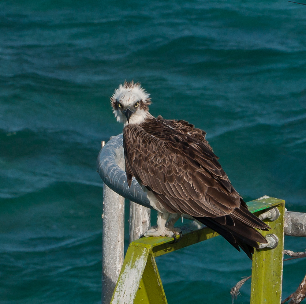 Osprey australia