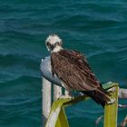 Osprey australia