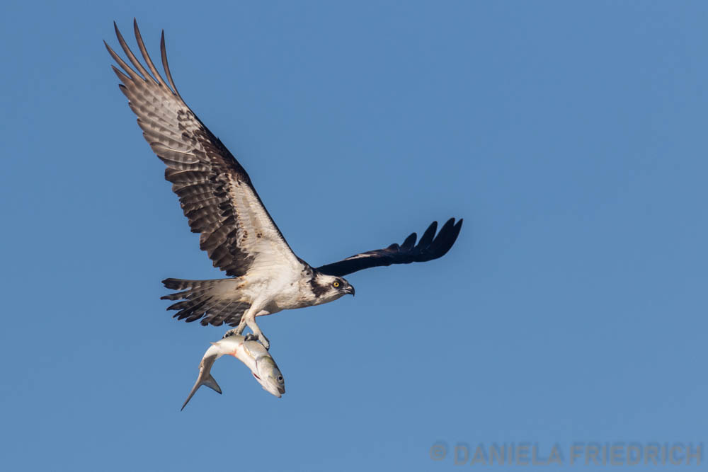 Osprey