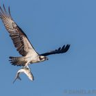 Osprey