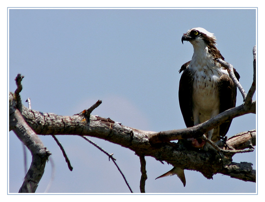 Osprey bei der Fischmahlzeit