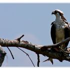 Osprey bei der Fischmahlzeit