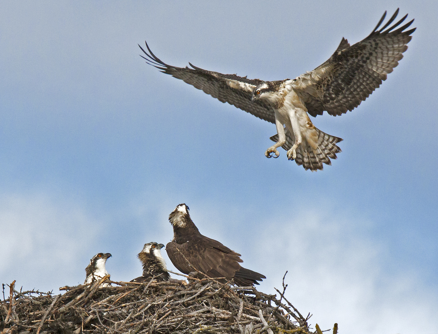 Osprey beim Nestanflug