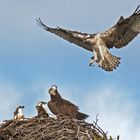 Osprey beim Nestanflug