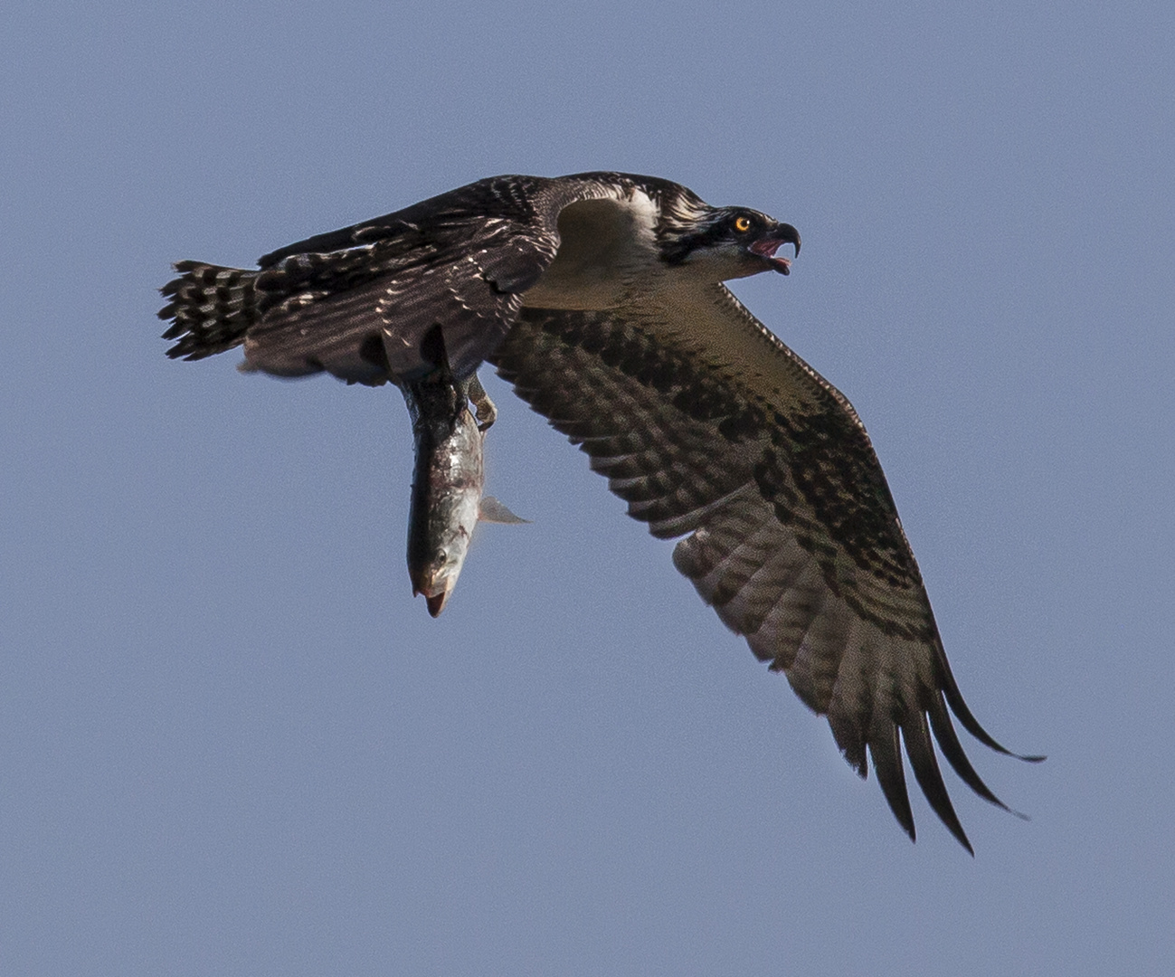 Osprey Catch