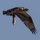 Osprey Catch