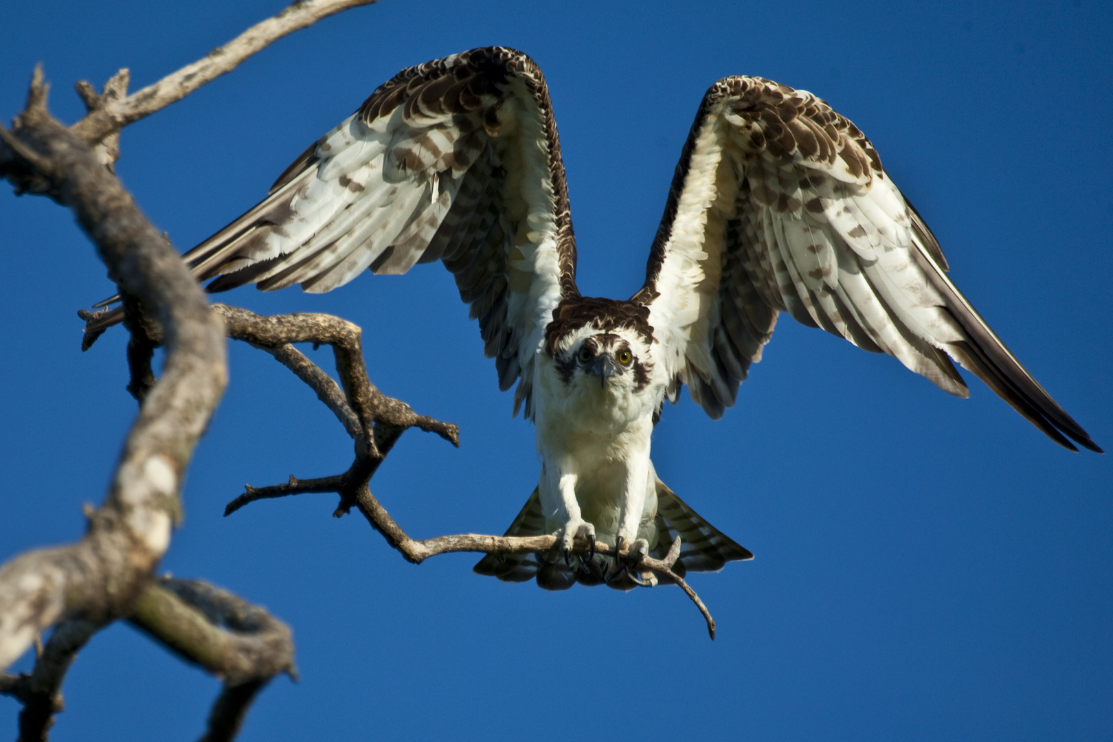 Osprey